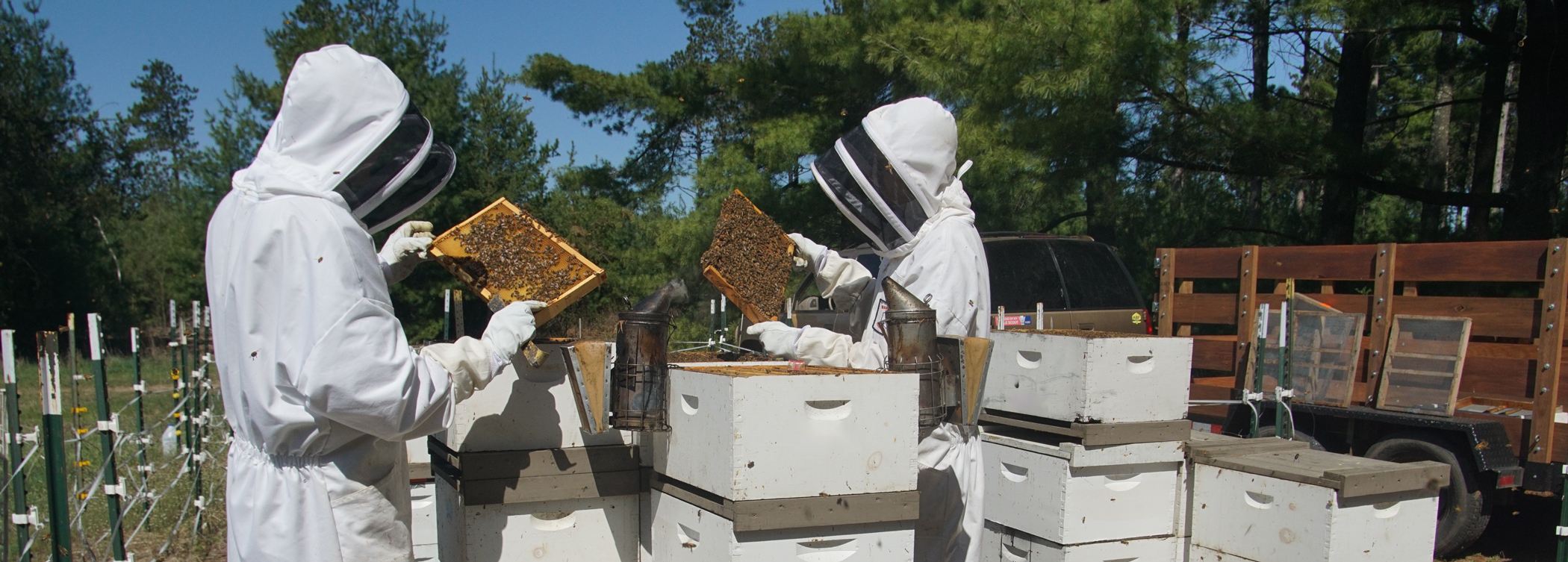 Beekeepers checking bees