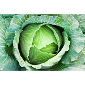 Cabbage Green