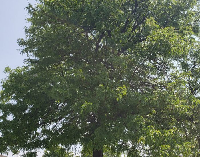 Honey Locust (Thornless) Tree at George's Riverside Park in Wisconsin Rapids, WI