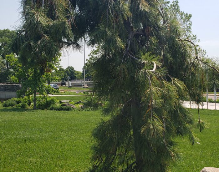 Weeping White Pine Tree